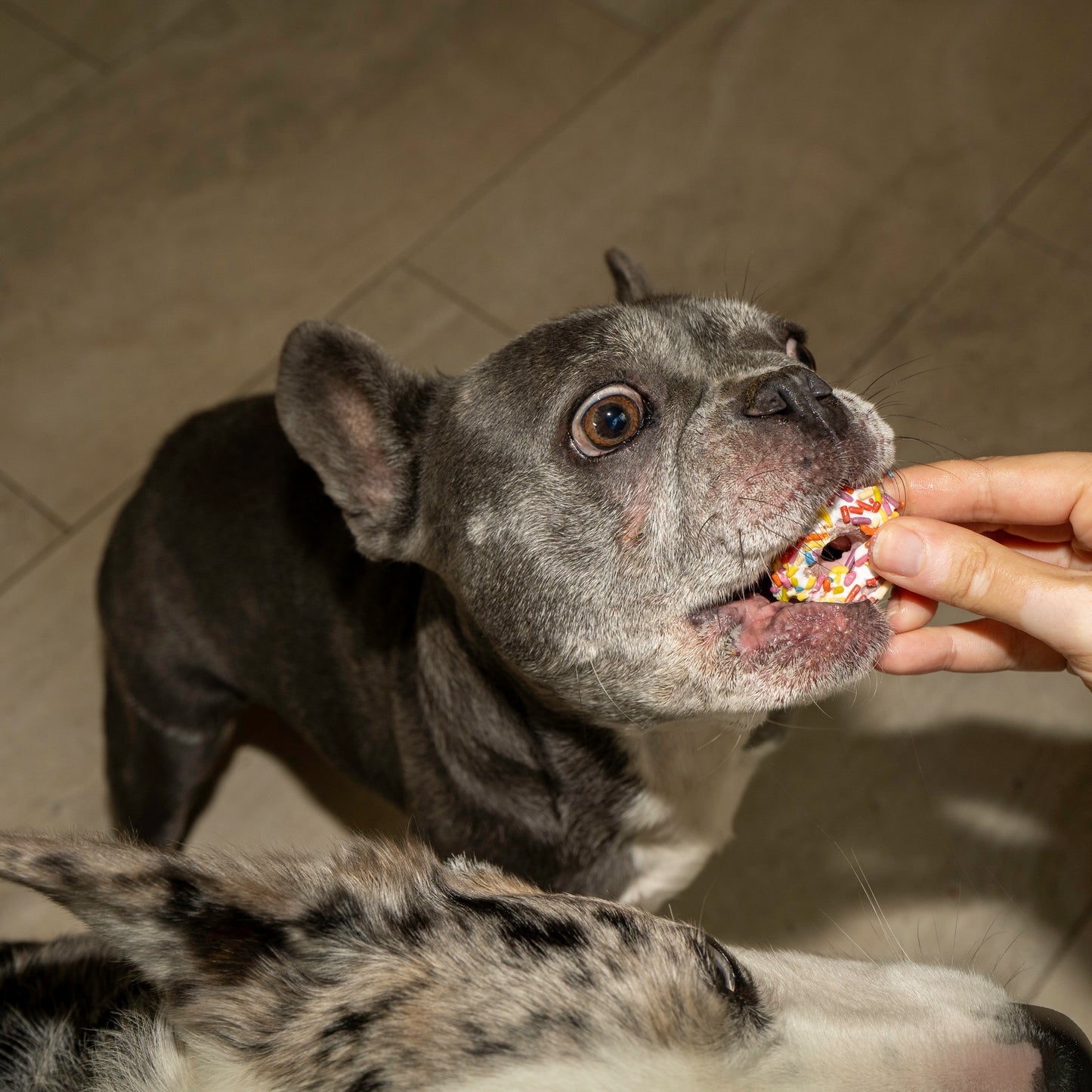 Chomp Chomp Mini Donuts