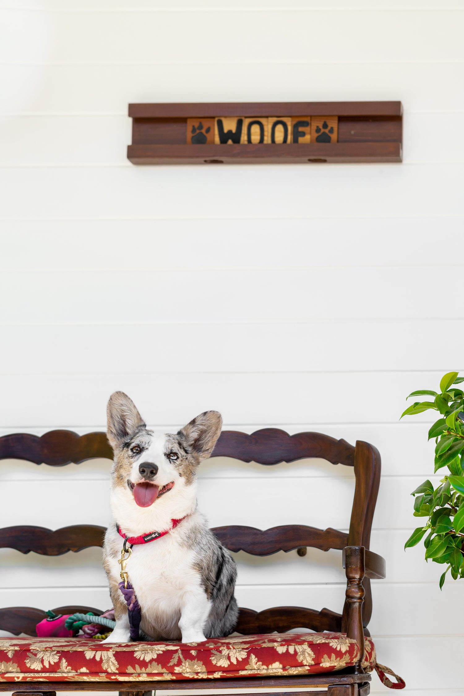 Santa Barbara Based Natural, Hand-Made Dog Treats